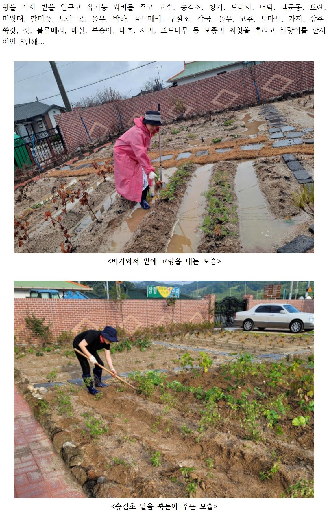 드디어 개성食문화연구원에 첫 소출을 거두다 관련 이미지