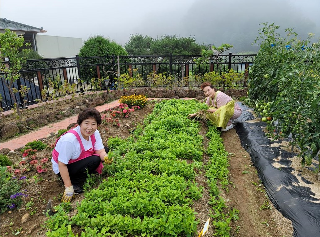 8150bb0f85efef0afe39202f5a0c5c2c_1627280199_1227.jpg 드디어 개성食문화연구원에 첫 소출을 거두다 관련 이미지
